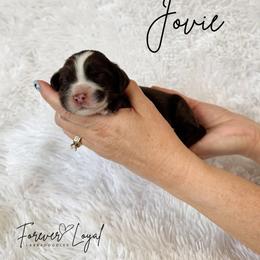 Jovie - Chocolate female Australian Labradoodle puppy in Oregon from Forever Loyal Labradoodles