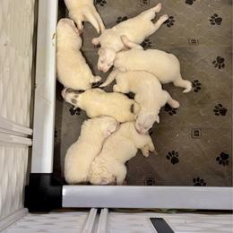 Boy 3 - White male Great Pyrenees puppy in North Fork, California from Heritage Mountain Ranch