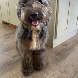 TeFiti - Goldendoodle