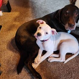 American Bulldog Puppies from Slayton's American Bulldogs