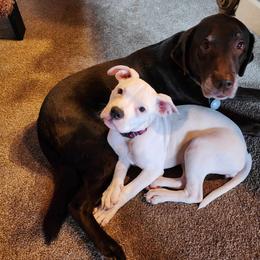 American Bulldog Puppies from Slayton's American Bulldogs