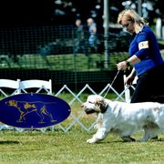 Gamble - Clumber Spaniel
