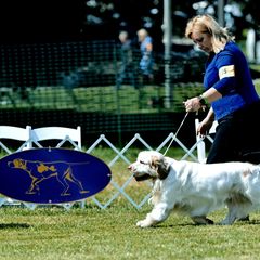 Gamble - Clumber Spaniel