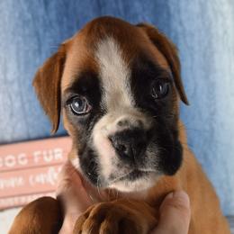 Cadogans Wildflower - Fawn female Boxer puppy in Clinton, Iowa from Cadogans Boxers