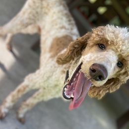 Goldendoodles and Poodles from Doodles on the Creek