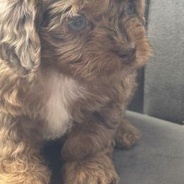 Chan-Lee - Merle female Cockapoo puppy in Palmdale, California from Pucci Pawfect