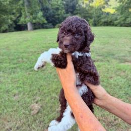 Rocky - Parti male Goldendoodle puppy in Jasper, Georgia from Harrington Doodles & Poodles