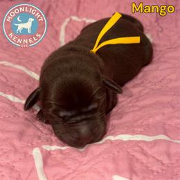 Mango - Chocolate female Labrador Retriever puppy in Elloree, South Carolina from Moonlight Kennels LLC