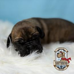 Prince Merkimer - Brindle male Great Dane puppy in White City, Kansas from Southwind Great Danes