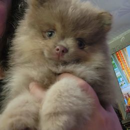 Big Boy - Lavender male Pomeranian puppy in Long Eddy, New York from Denise’s Exquisite Pomeranians