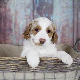 Australian Labradoodle Puppies from Mountain Sky Doodles