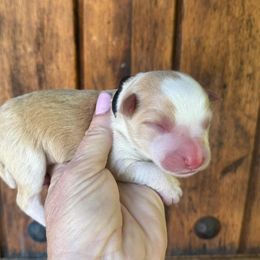 25K Black Collar - Gold male Border Collie puppy in Mariposa, California from Team Reeves Ranch