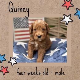 Quincy - Red  male Goldendoodle puppy in Zeeland, Michigan from Dandelion Lane Doodles