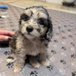 Juniper - Merle female Saint Berdoodle puppy in Garland, Texas from Brewer's Doodles and French Bulldogs