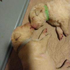 Chesapeake Bay Retriever Puppies from GemiLamb Gun Dogs