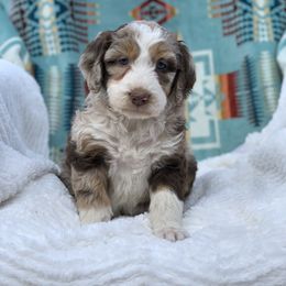 "Blue eyed tri Merle female " Aussiedoodle Puppies from Super Z Aussiedoodles