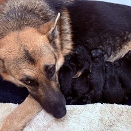 Prancer - Black and red female German Shepherd puppy in Carbondale, Kansas from Cunningham German Shepherds, LLC