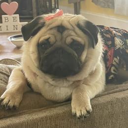 Bulldog and Pug Puppies from Love that bulldog lewter family