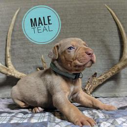 Catahoula Leopard Dog Puppies from ArkieHoulas