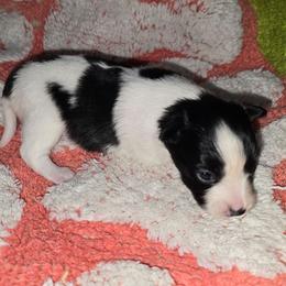 Agnetha - White and black female Papillon puppy in Hollister, Missouri from Swan Creek Kennel