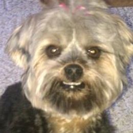 Yorkshire Terriers from JulesofVillage