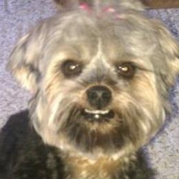 Yorkshire Terriers from JulesofVillage