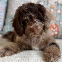 Cosmo - Merle male Cavapoo puppy in Beckley, West Virginia from By Design Doodles