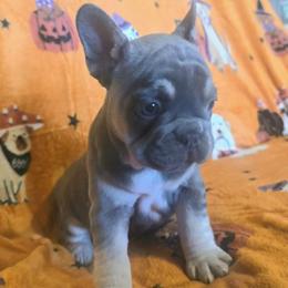 Belle - Tricolors female French Bulldog puppy in Purdy, Missouri from Robyn Rosewicz