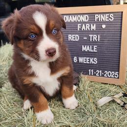 Grey - Red tri-color male Australian Shepherd puppy in Camp Verde, Arizona from Diamond Pines Farm