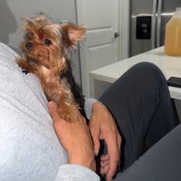 Karoline CKC DNA - Blue and gold female Yorkshire Terrier puppy in Cape Coral, Florida from Katherine’s Yorkies and Poodles
