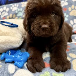 Rocket - Brown male Newfoundland puppy in Silver Creek, New York from Boo N’ Bubs Newfoundlands