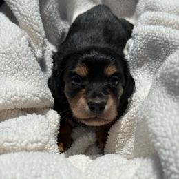 Trinity - Black and tan female Dachshund puppy in Pontotoc, Mississippi from Toddy Kennels