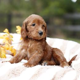 Penny - Red  female Goldendoodle puppy in Spokane, Washington from Puppy Love