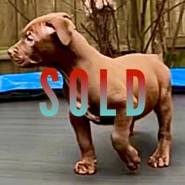 American Bully Puppies from XLVI Bully camp LLC
