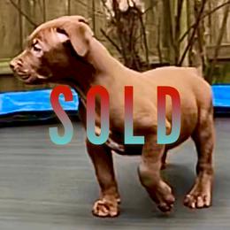 American Bully Puppies from XLVI Bully camp LLC