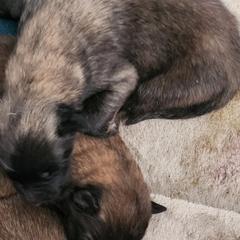 Lucy - Fawn and black female Belgian Tervuren puppy in Pierceton, Tennessee from Gallery's Belgian Tervurens