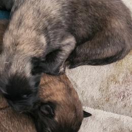 Lucy - Fawn and black female Belgian Tervuren puppy in Pierceton, Tennessee from Gallery's Belgian Tervurens