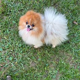 Vari - Pomeranian