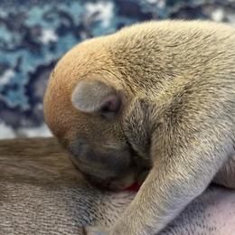 Druthers - Blue fawn male French Bulldog puppy in Fredericksburg, Virginia from Loved Here First