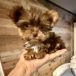 BGB YELLOW BOY - Chocolate and tan male Yorkshire Terrier puppy in Blythe, California from California AKC Maltese & Yorkies