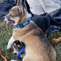 Pembroke Welsh Corgis from Palmers Pembrokes