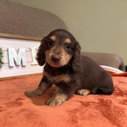 Axel - Chocolate and tan male Dachshund puppy in Stilwell, Oklahoma from B & K Dachshunds