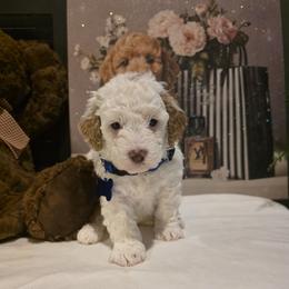 Mickey ( PENDING ) - Cream male Goldendoodle puppy in Bristol, Tennessee from 4goldendoodles