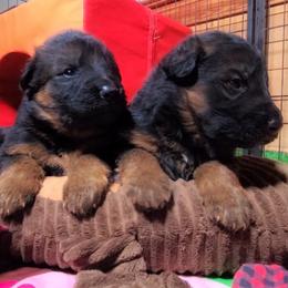 Winchester - Black Collar - Black and red male German Shepherd puppy in Charlotte, North Carolina from Zuflucht K9s