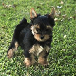 Poppy - Black and gold female Yorkshire Terrier puppy in Eastland, Texas from Peach Yorkies