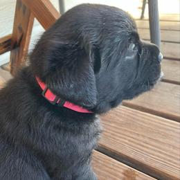 'Vibes' (Hot Pink collar) - Black female Labrador Retriever puppy in Grand Saline, Texas from Castle Hills Labradors