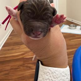 Girl 1 - Parti female Labradoodle puppy in Manor, Texas from The Lovadoodles of Texas