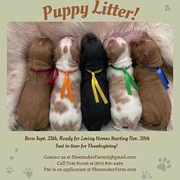 Cavapoo Puppies from Shoemaker Farm & Cavapoo Kennel