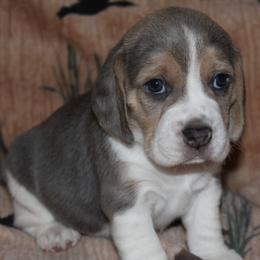 Champion Dad Venice - Blue tan and white female Beagle puppy in Spring Creek, Nevada from Badland Kennel