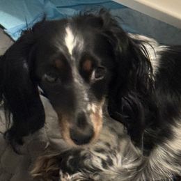 Dachshunds from With Love From Maggie